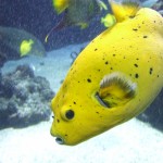 A bit too yellow really. Stupid fish.