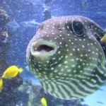 I think it's a puffer fish.