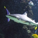 Liam liked the sharks.