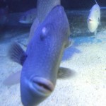 Isn't this Nemos friend?